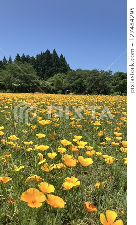 Tainai Flower Park, Tainai City, Niigata Prefecture [Photo taken in June 2025] 127484295