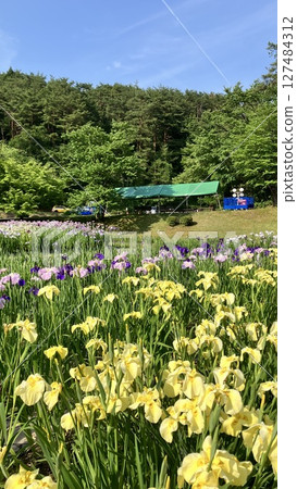 Shibata City Iris Garden [Photo taken on June 19, 2025] 127484312