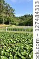 Shibata City Iris Garden [Photo taken on June 19, 2025] 127484313