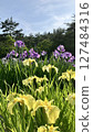 Shibata City Iris Garden [Photo taken on June 19, 2025] 127484316