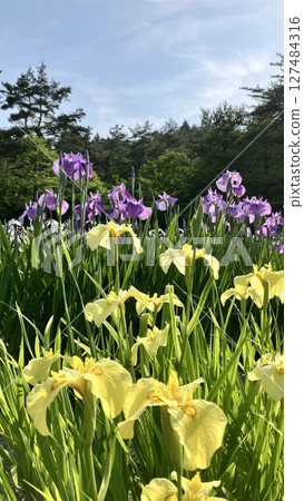 新發田市菖蒲園 [2025年6月19日拍攝] 127484316