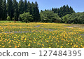 Tainai Flower Park, Tainai City, Niigata Prefecture [Photo taken in June 2025] 127484395