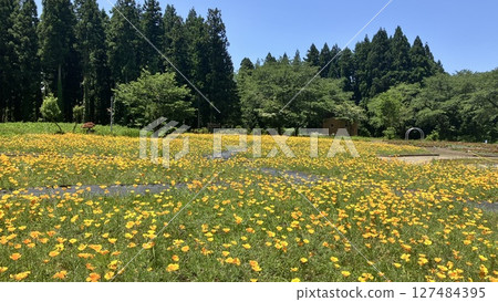 Tainai Flower Park, Tainai City, Niigata Prefecture [Photo taken in June 2025] 127484395