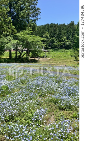 Tainai Flower Park, Tainai City, Niigata Prefecture [Photo taken in June 2025] 127484396
