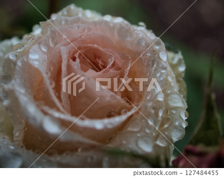 五月大雨中盛開的美麗玫瑰 127484455