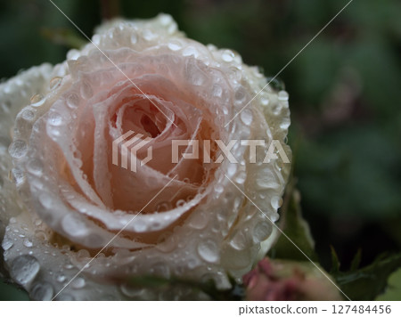 五月大雨中盛開的美麗玫瑰 127484456