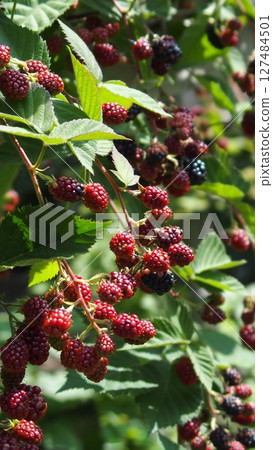 Colored blackberry fruits Colored blackberry fruits 127484501