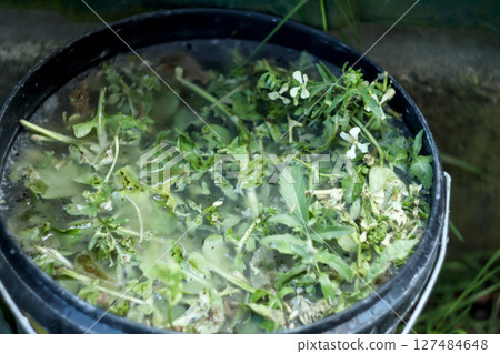 Liquid fertilizer in a bucket ready for nourishing plants, rich in essential nutrients like compost. A bucket of liquid nutrient solution Liquid fertilizer in a bucket ready for nourishing plants, rich in essential nutrients like compost. A bucket of liquid nutrient solution 127484648