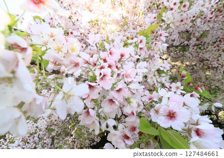 櫻花盛開 127484661