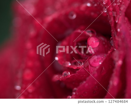 Beautiful roses blooming in heavy rain in May 127484684