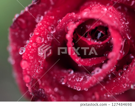 五月大雨中盛開的美麗玫瑰 127484698