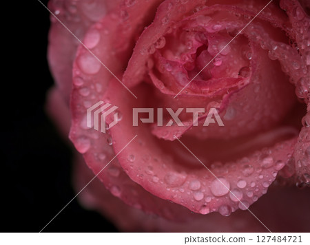 Beautiful roses blooming in heavy rain in May 127484721