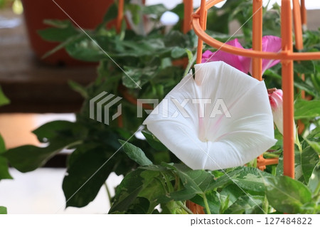 入谷牽牛花市場的大型牽牛花 127484822