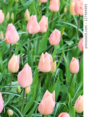 Keukenhof 44 Keukenhof 44 127484995