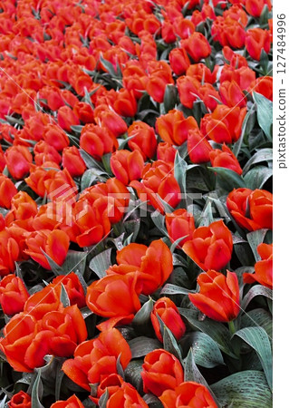 Keukenhof Gardens 43 127484996