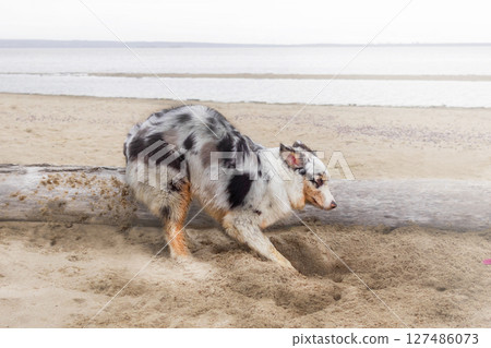 Blue merle Australian shepherd dog digs sand on the beach 127486073