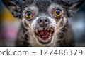 Old dog with expressive face showing emotions in close up, highlighting unique features and character 127486379