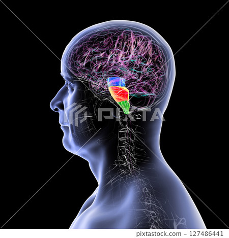 Brainstem highlighted in human brain: midbrain in blue, pons in orange, and medulla oblongata in green, 3D illustration 127486441