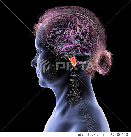 Medulla oblongata highlighted in human brain, 3D illustration. Controls breathing, heartbeat, and other vital autonomic functions 127486450