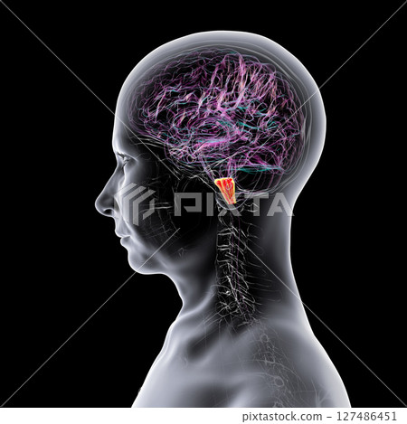 Medulla oblongata highlighted in human brain, 3D illustration. Controls breathing, heartbeat, and other vital autonomic functions Medulla oblongata highlighted in human brain, 3D illustration. Controls breathing, heartbeat, and other vital autonomic functions 127486451