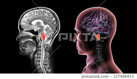 Medulla oblongata highlighted in human brain, MRI and 3D illustration. Controls breathing, heartbeat, and other vital autonomic functions Medulla oblongata highlighted in human brain, MRI and 3D illustration. Controls breathing, heartbeat, and other vital autonomic functions 127486453