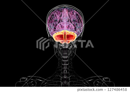 Human brain with highlighted cerebellum, 3D illustration. Cerebellum is responsible for coordination, balance, and fine motor control. Damaged in ataxia and neurodegenerative disorders Human brain with highlighted cerebellum, 3D illustration. Cerebellum is responsible for coordination, balance, and fine motor control. Damaged in ataxia and neurodegenerative disorders 127486458