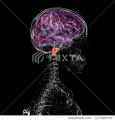 Medulla oblongata highlighted in human brain, 3D illustration. Controls breathing, heartbeat, and other vital autonomic functions Medulla oblongata highlighted in human brain, 3D illustration. Controls breathing, heartbeat, and other vital autonomic functions 127486459