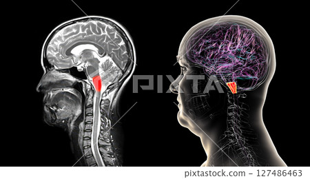 Medulla oblongata highlighted in human brain, composite colored MRI and 3D illustration. Controls breathing, heartbeat, and other vital autonomic functions Medulla oblongata highlighted in human brain, composite colored MRI and 3D illustration. Controls breathing, heartbeat, and other vital autonomic functions 127486463