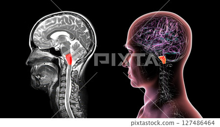 Medulla oblongata highlighted in human brain, composite colored MRI and 3D illustration. Controls breathing, heartbeat, and other vital autonomic functions Medulla oblongata highlighted in human brain, composite colored MRI and 3D illustration. Controls breathing, heartbeat, and other vital autonomic functions 127486464