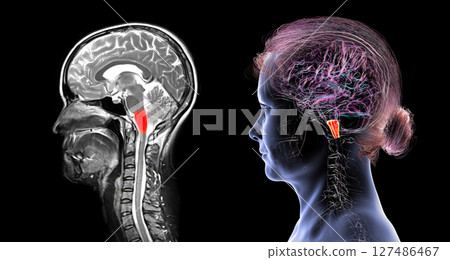 Medulla oblongata highlighted in human brain, composite colored MRI and 3D illustration. Controls breathing, heartbeat, and other vital autonomic functions Medulla oblongata highlighted in human brain, composite colored MRI and 3D illustration. Controls breathing, heartbeat, and other vital autonomic functions 127486467