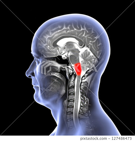 Medulla oblongata highlighted in human brain, composite colored MRI and 3D illustration. Controls breathing, heartbeat, and other vital autonomic functions Medulla oblongata highlighted in human brain, composite colored MRI and 3D illustration. Controls breathing, heartbeat, and other vital autonomic functions 127486473