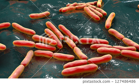 Bifidobacterium bacteria, 3D illustration 127486486