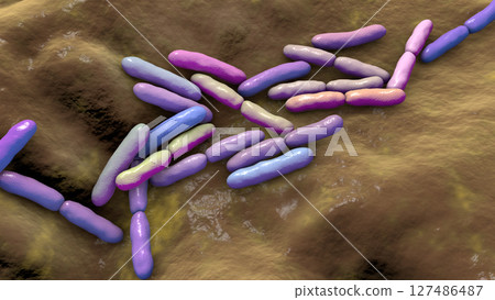 Bifidobacterium bacteria, 3D illustration 127486487