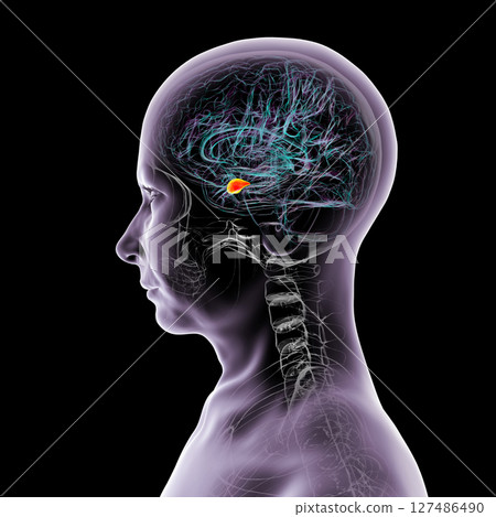 Human brain with highlighted amygdala, 3D illustration 127486490
