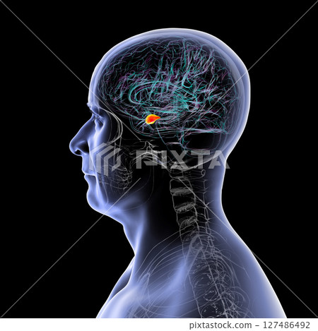 Human brain with highlighted amygdala, 3D illustration 127486492