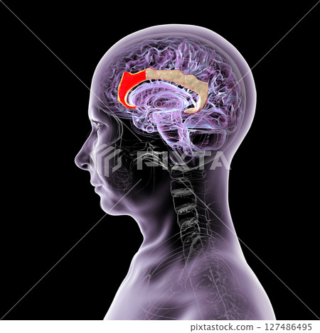 Anterior cingulate cortex, 3D illustration Anterior cingulate cortex, 3D illustration 127486495