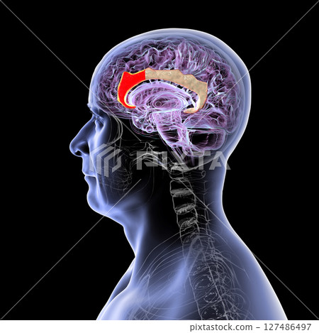 Anterior cingulate cortex, 3D illustration Anterior cingulate cortex, 3D illustration 127486497