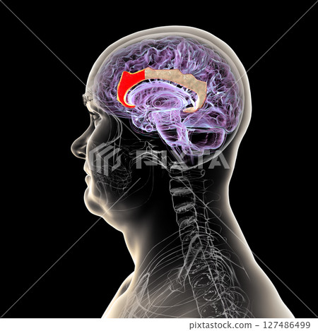 Anterior cingulate cortex, 3D illustration 127486499