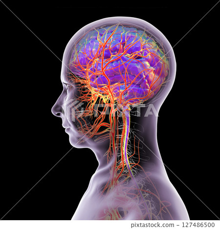 Brain arteries, 3D illustration Brain arteries, 3D illustration 127486500