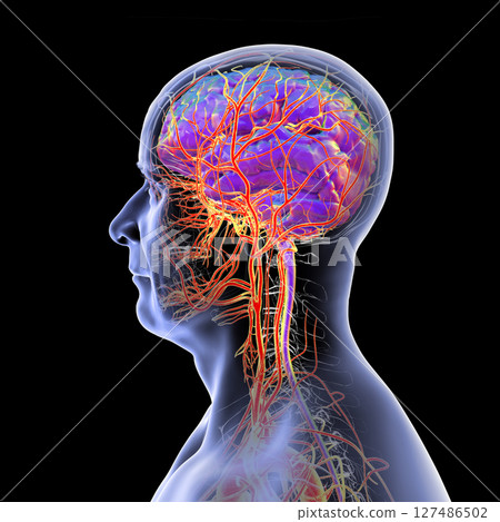 Brain arteries, 3D illustration 127486502
