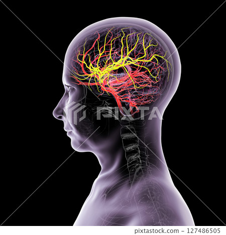Arterial blood supply of the brain, 3D illustration 127486505