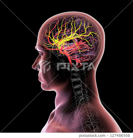 Arterial blood supply of the brain, 3D illustration 127486508