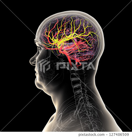 Arterial blood supply of the brain, 3D illustration 127486509