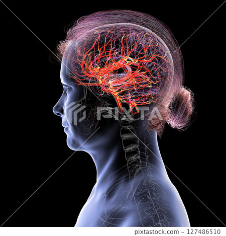 Brain arteries, 3D illustration Brain arteries, 3D illustration 127486510