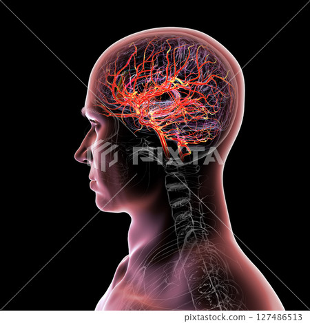 Brain arteries, 3D illustration 127486513