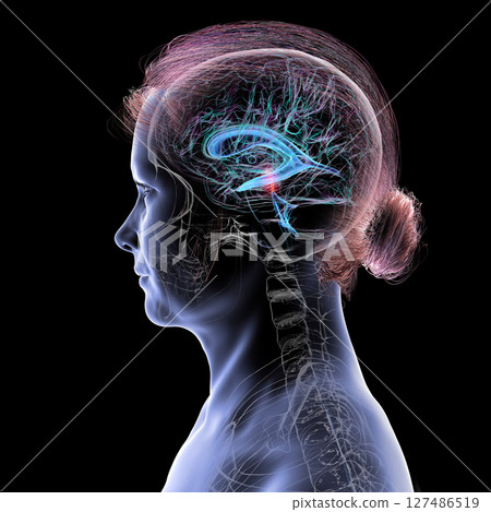 Cerebral aqueduct and ventricles, 3D illustration Cerebral aqueduct and ventricles, 3D illustration 127486519