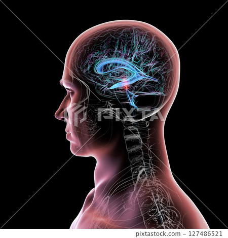 Cerebral aqueduct and ventricles, 3D illustration 127486521
