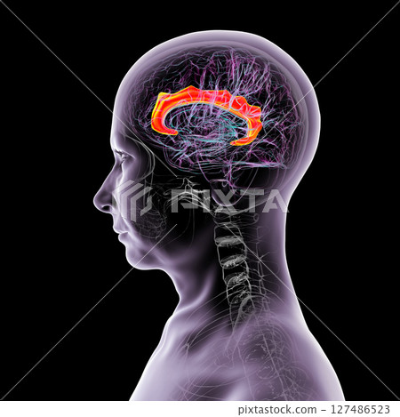 Human brain highlighting the cingulate gyrus, 3D illustration 127486523