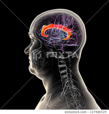 Human brain highlighting the cingulate gyrus, 3D illustration 127486524