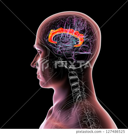 Human brain highlighting the cingulate gyrus, 3D illustration 127486525